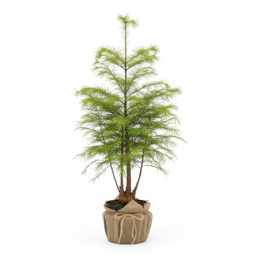 Sumpcypress – Taxodium distichum - C5 80-100 CM