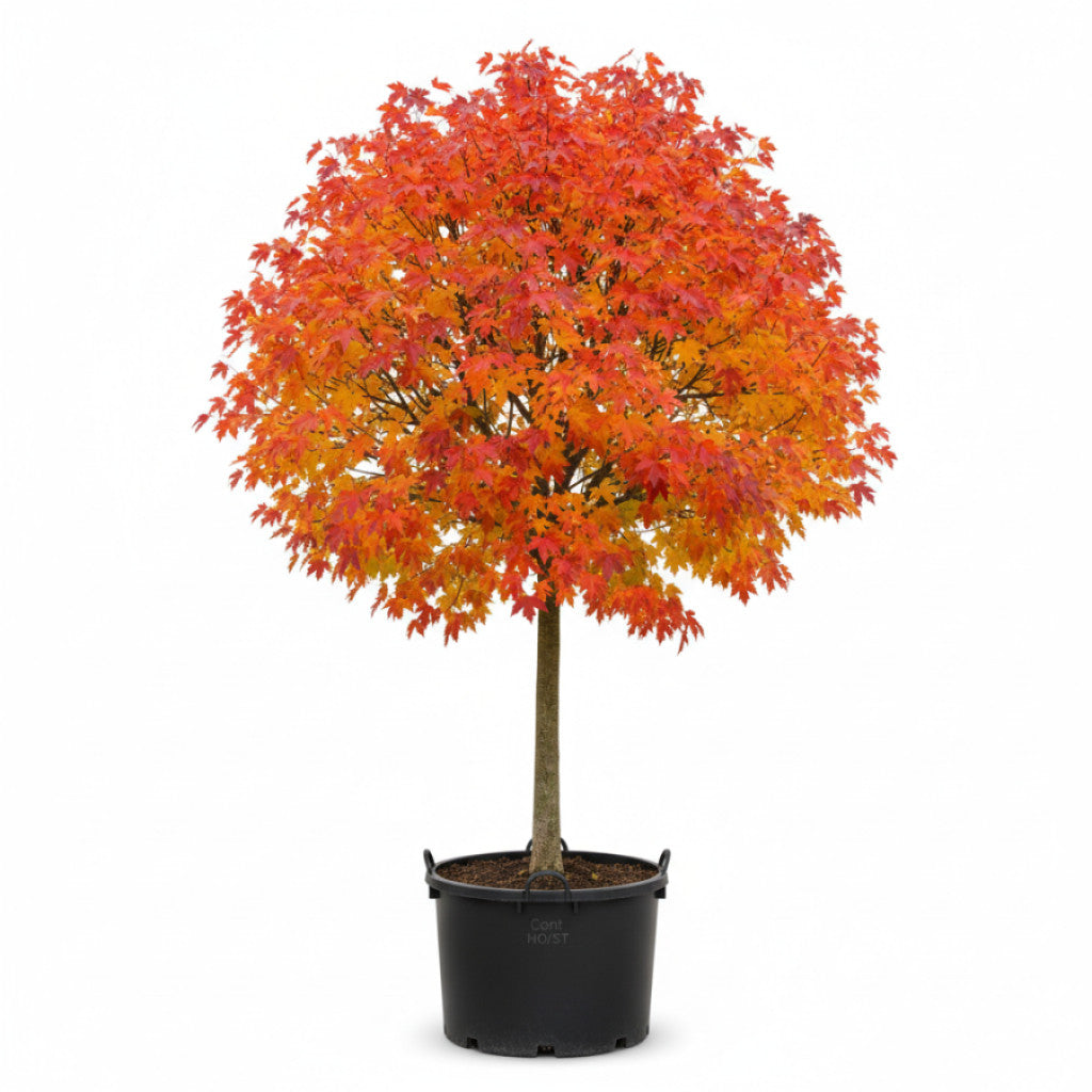 Freemanlönn – Acer freemanii &