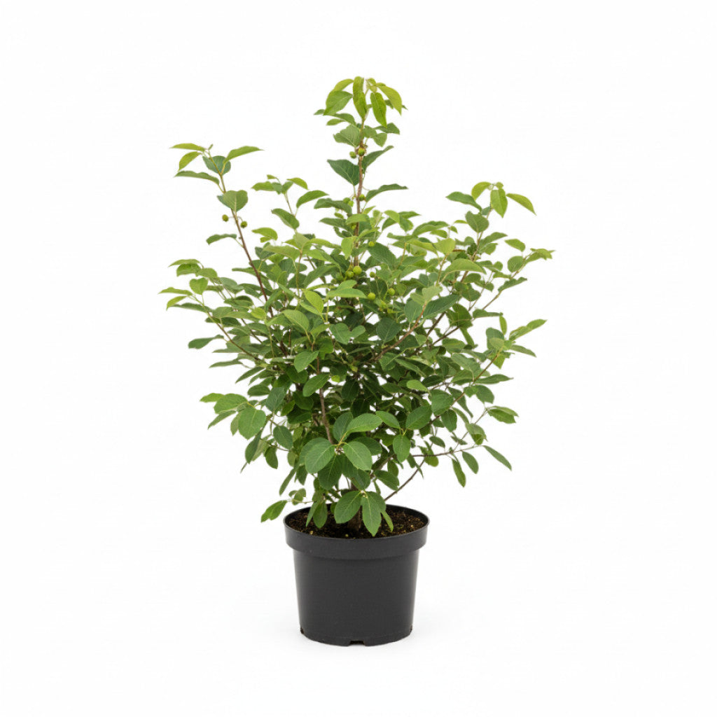 Häggmispel – Amelanchier aln. &