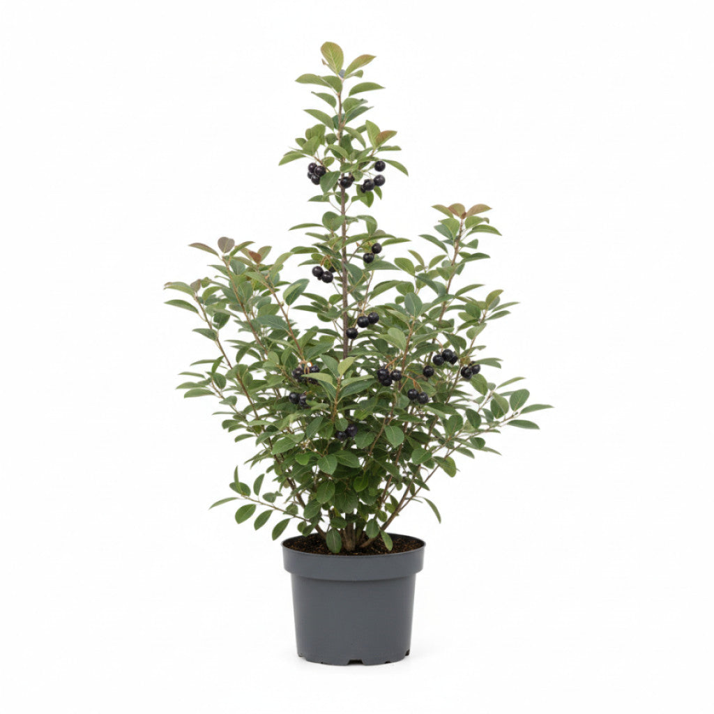 Häggmispel – Amelanchier aln. &