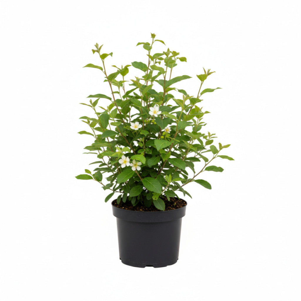 Häggmispel – Amelanchier aln. &