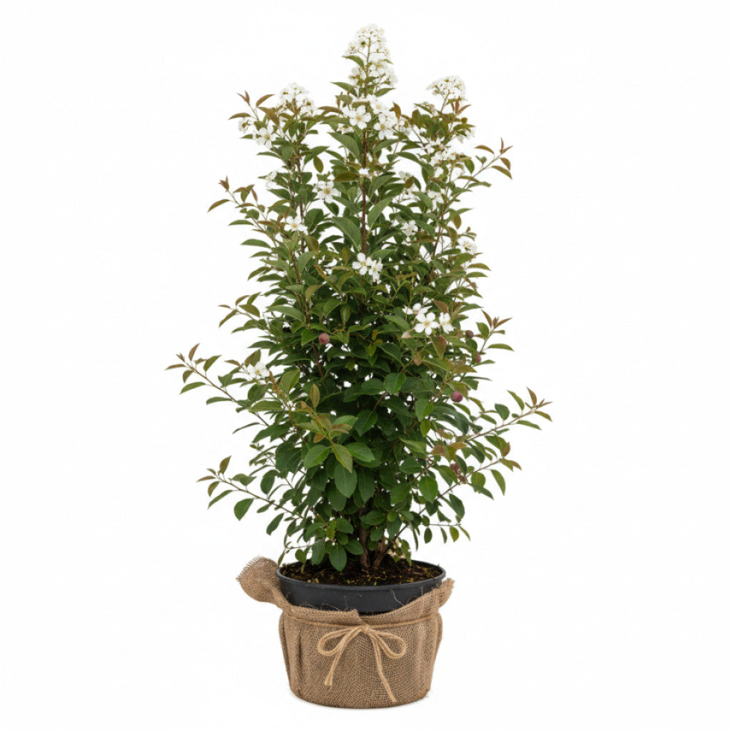Häggmispel – Amelanchier aln. &