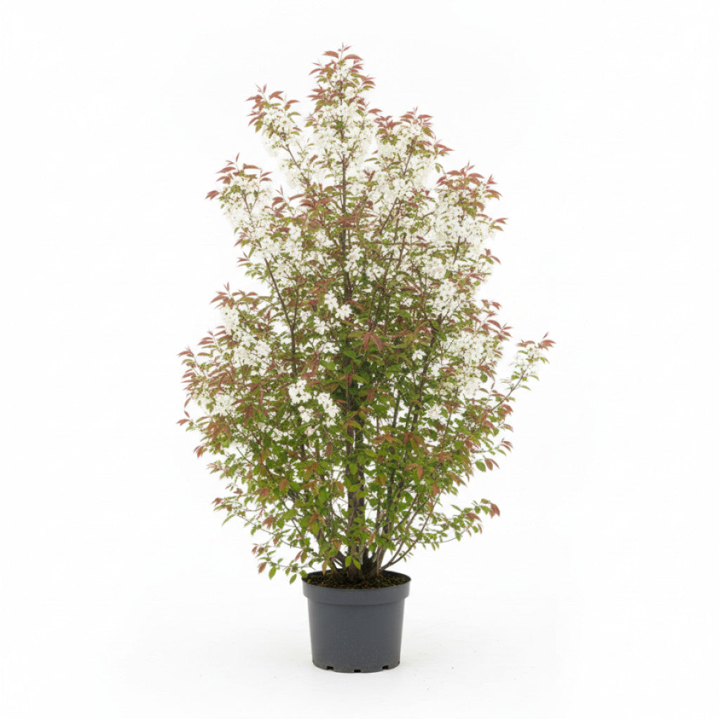 Häggmispel – Amelanchier arborea &