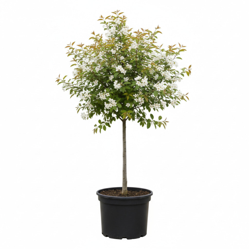 Häggmispel – Amelanchier arborea &