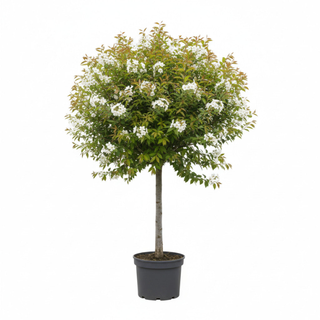 Häggmispel – Amelanchier arborea &