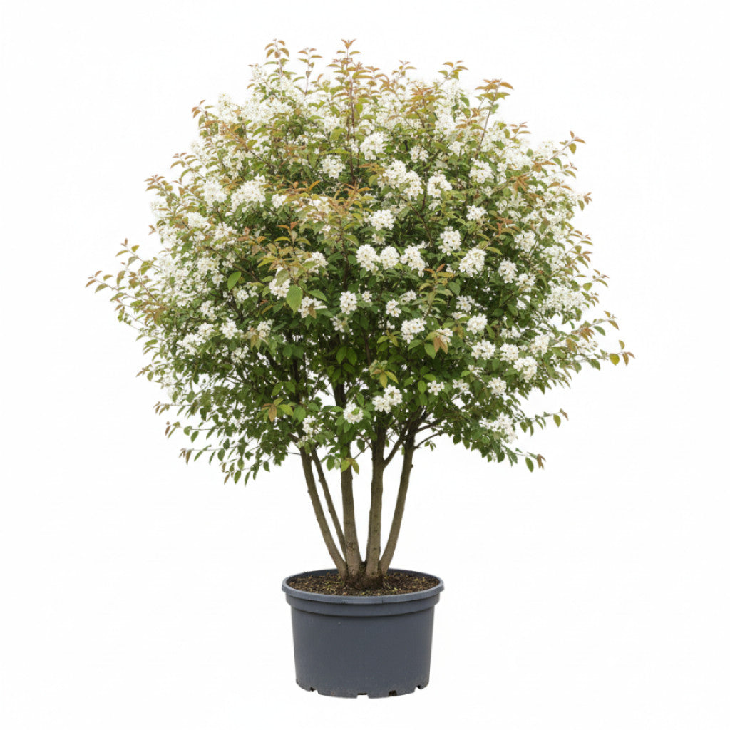 Häggmispel – Amelanchier arborea &