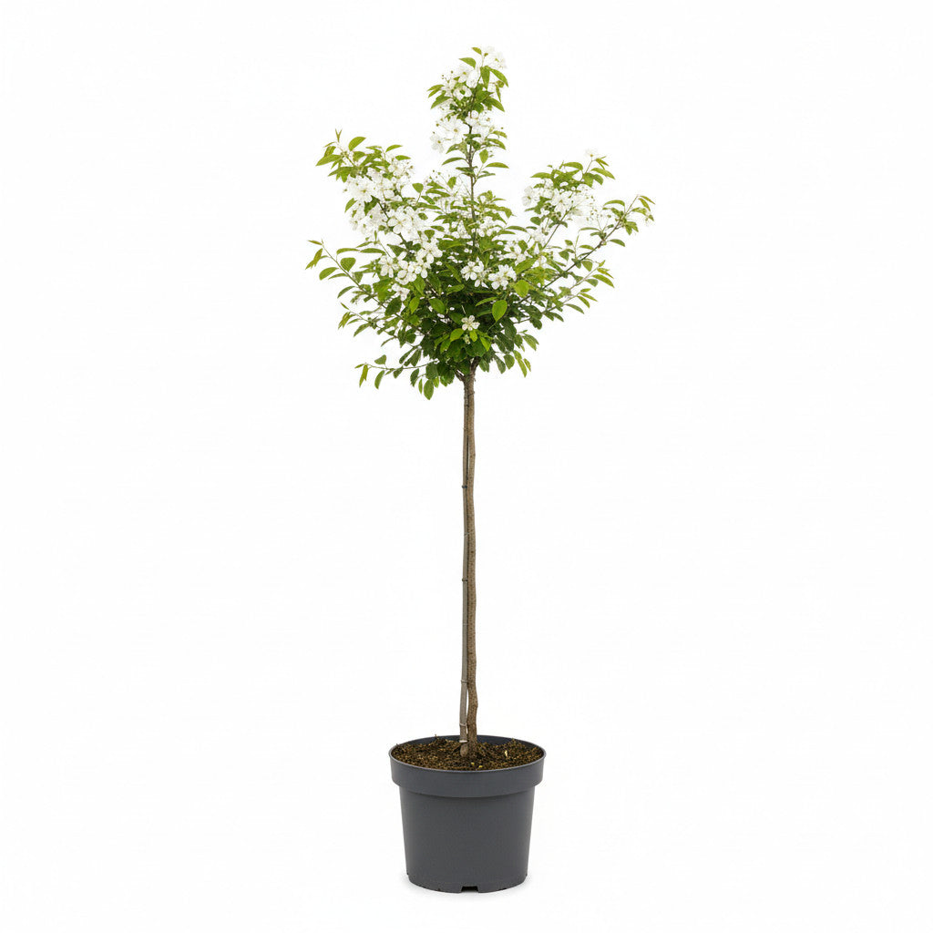 Häggmispel – Amelanchier arborea &