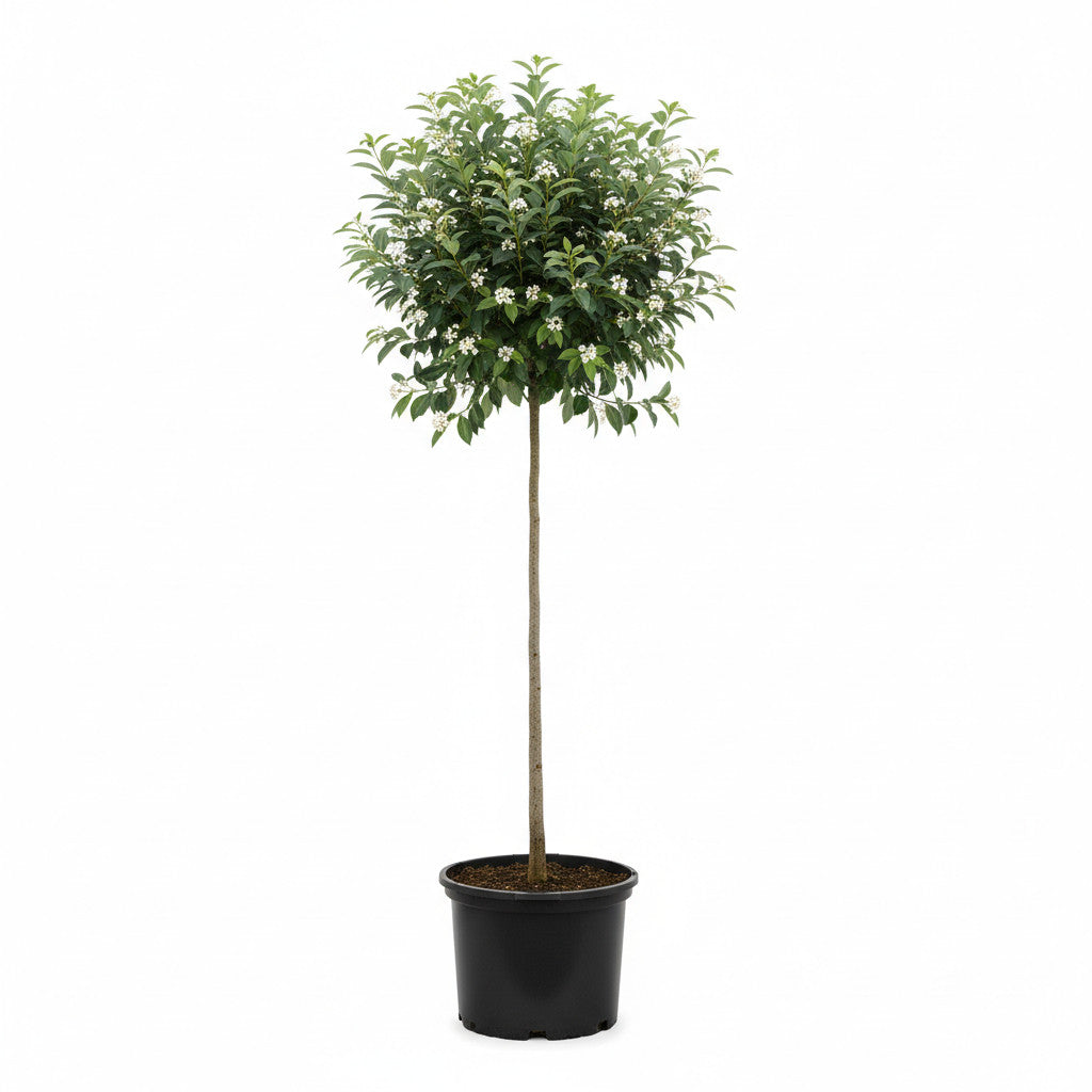 Häggmispel – Amelanchier arborea &