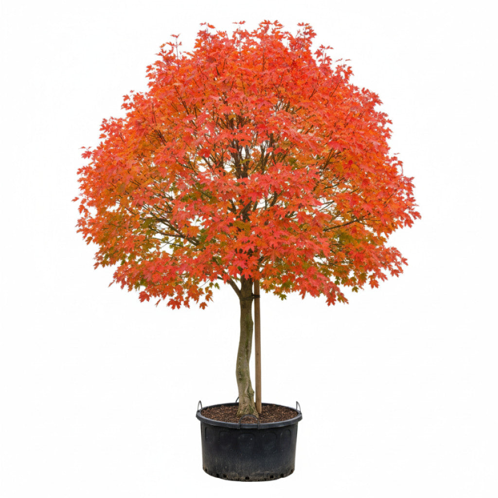 Freemanlönn – Acer freemanii &