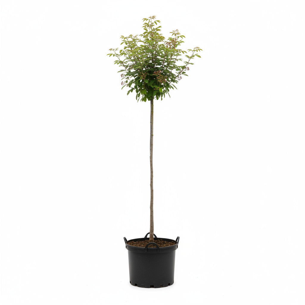 Häggmispel – Amelanchier arborea &