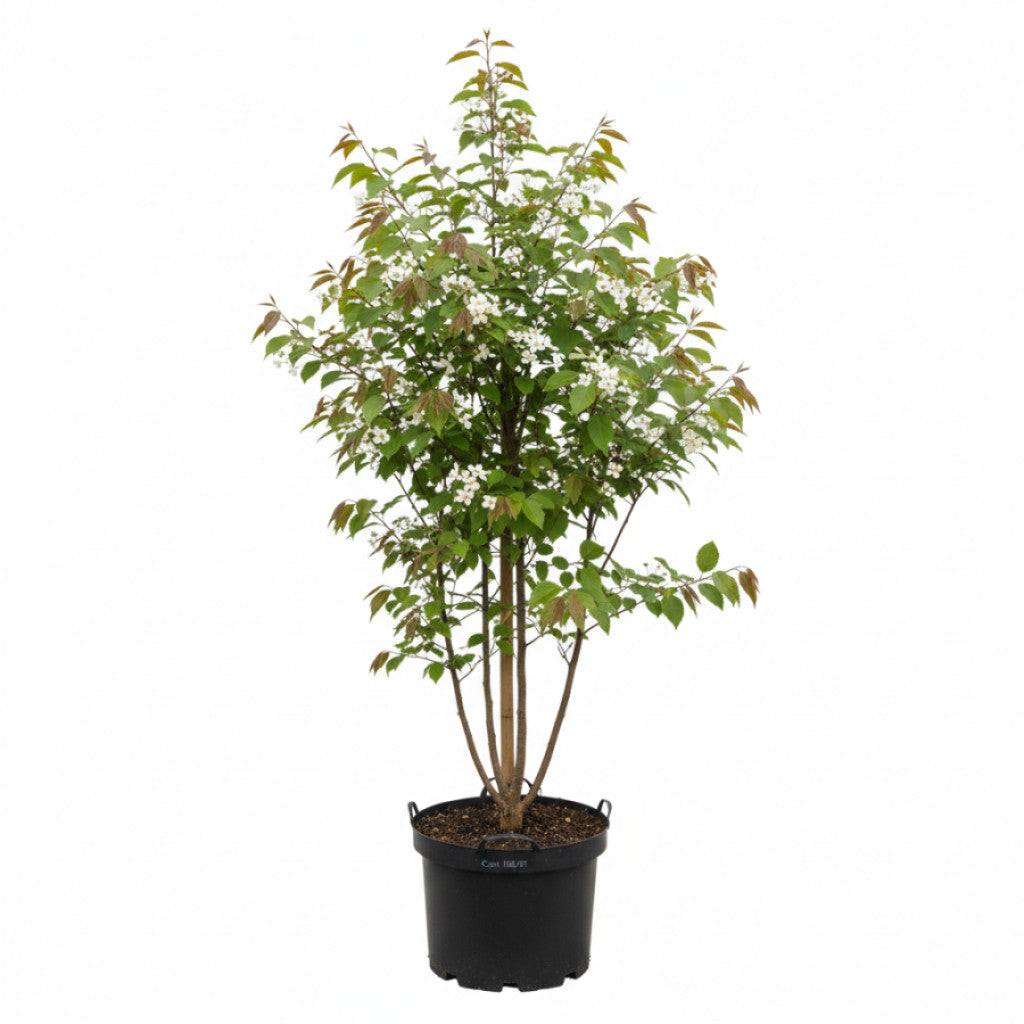 Häggmispel – Amelanchier arborea &