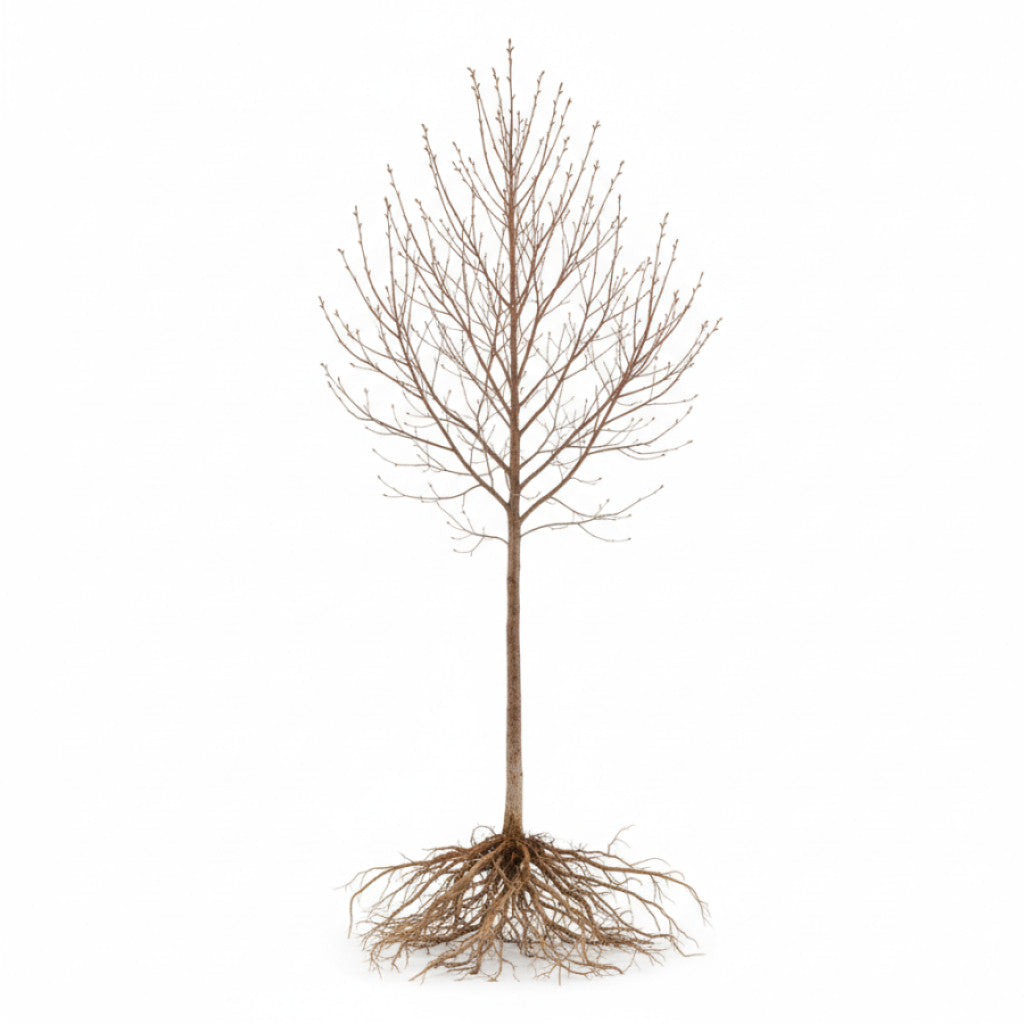Häggmispel – Amelanchier arborea &