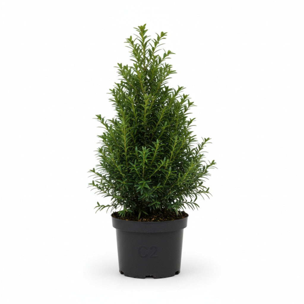 Hybrididegran – Taxus media &