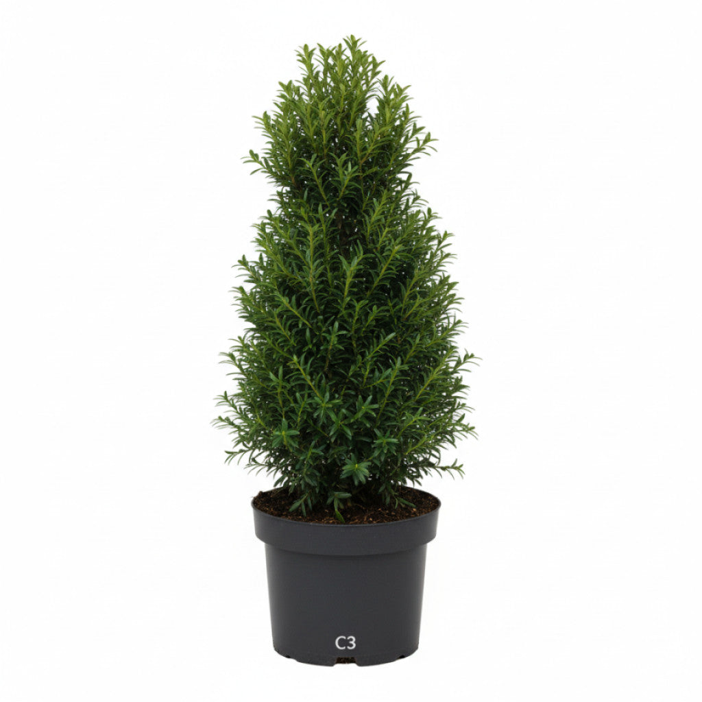 Hybrididegran – Taxus media &