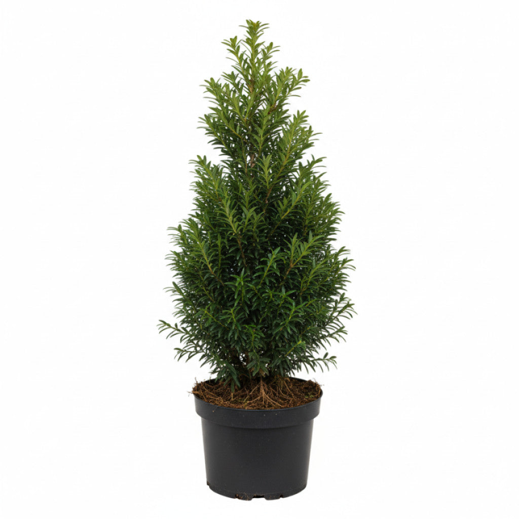 Hybrididegran – Taxus media &