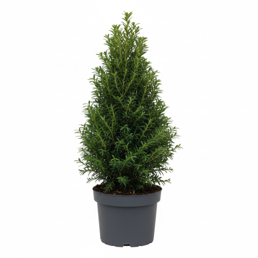 Hybrididegran – Taxus media &