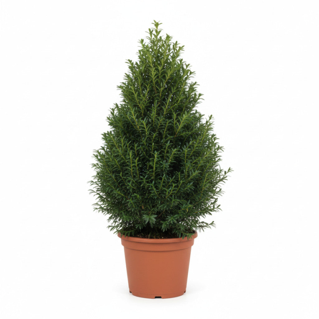 Hybrididegran – Taxus media &