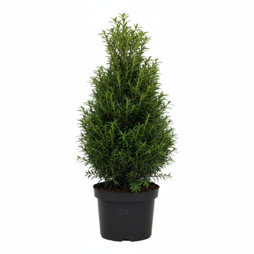 Hybrididegran – Taxus media &