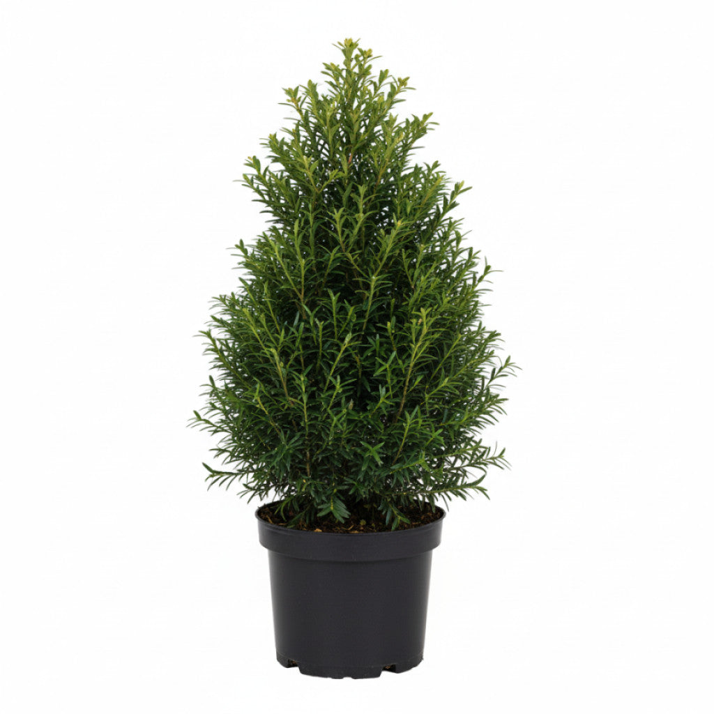 Hybrididegran – Taxus media &