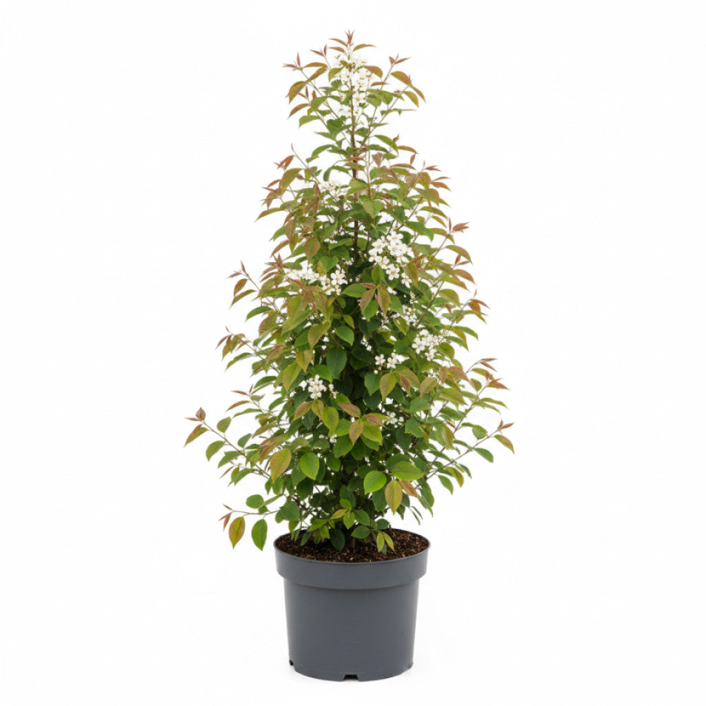 Häggmispel – Amelanchier can. &