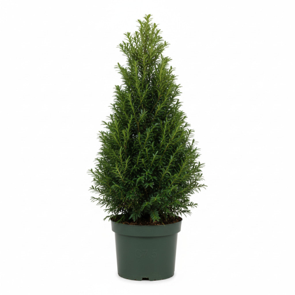 Hybrididegran – Taxus media &
