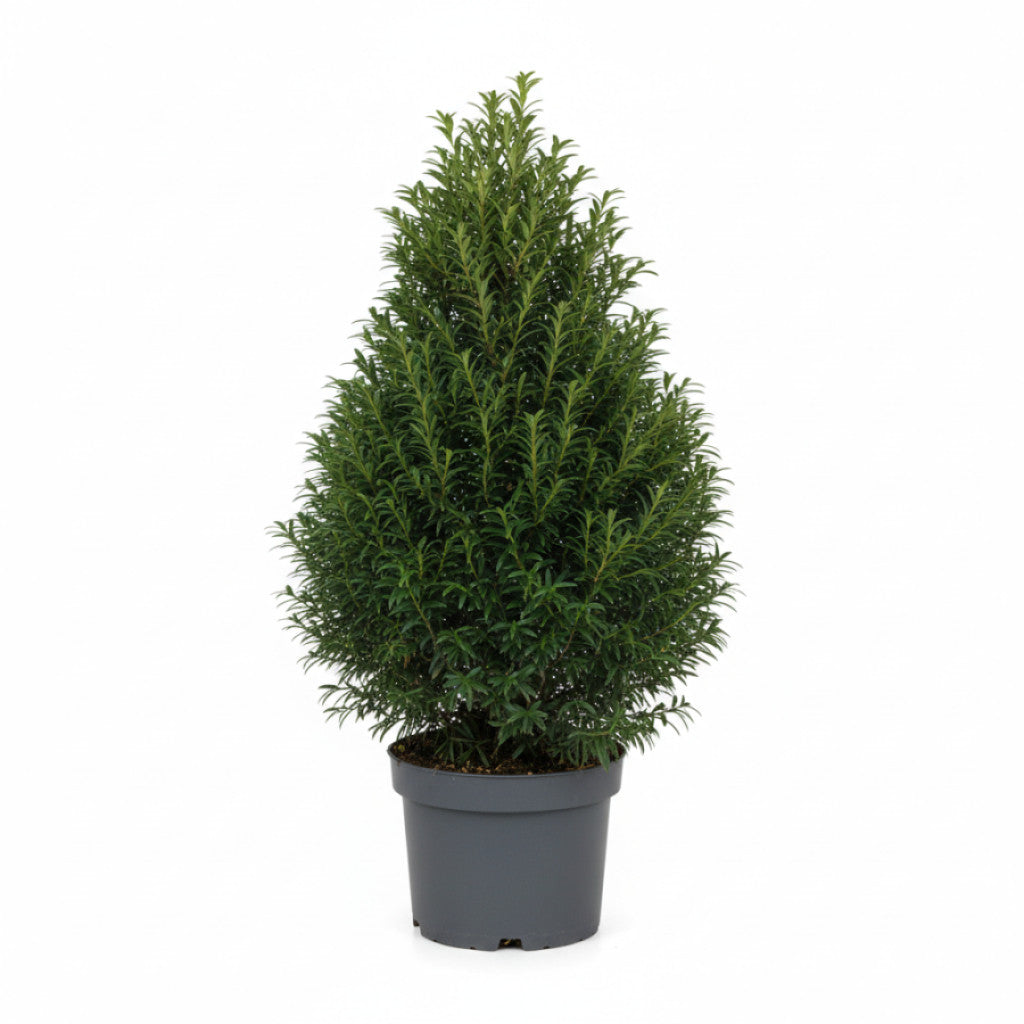 Hybrididegran – Taxus media &