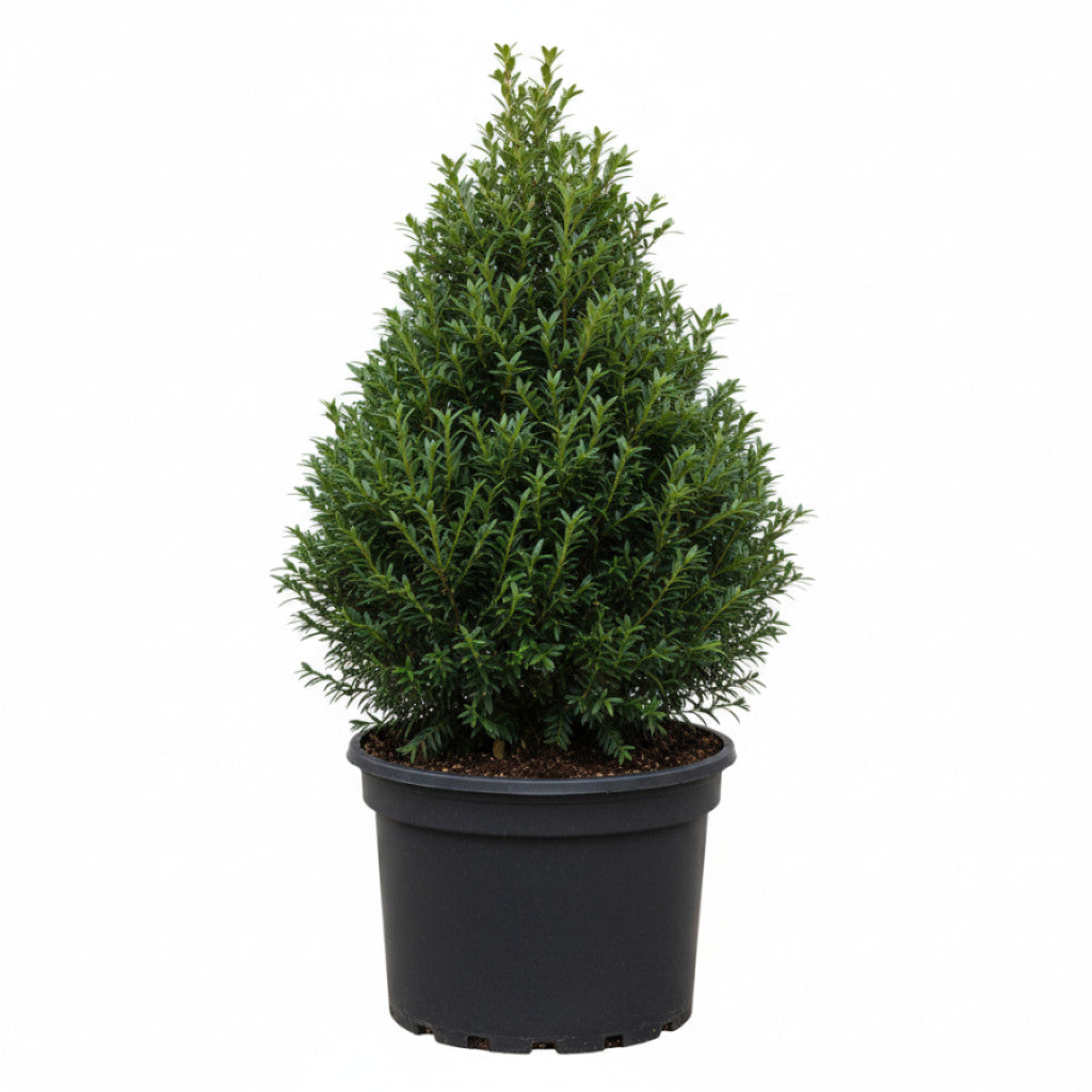 Hybrididegran – Taxus media &