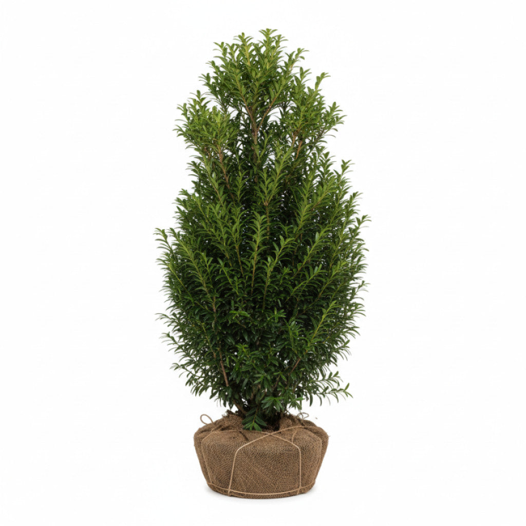 Taxus media 'Viridis' 60-70 CM RB Hybrididegran – Svedberga Plantskola AB