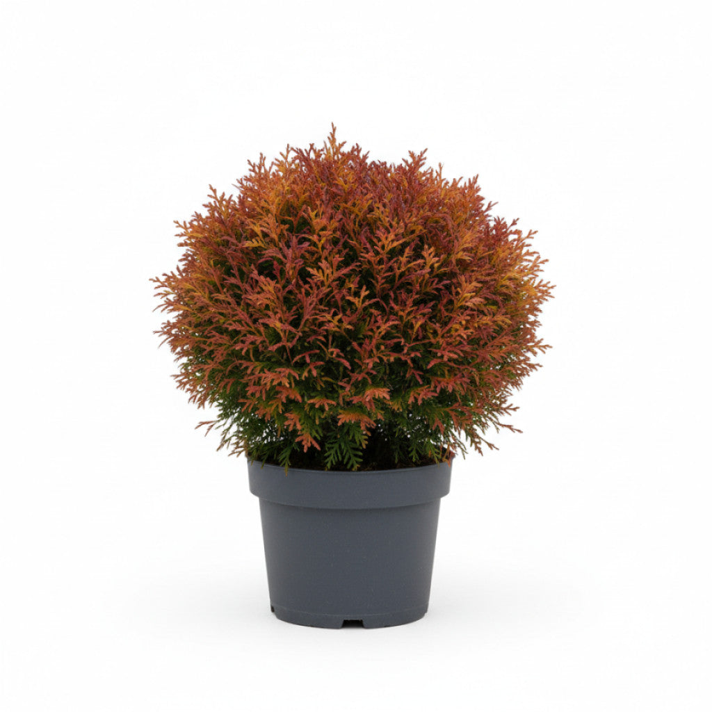 Thuja – Thuja occidentalis &