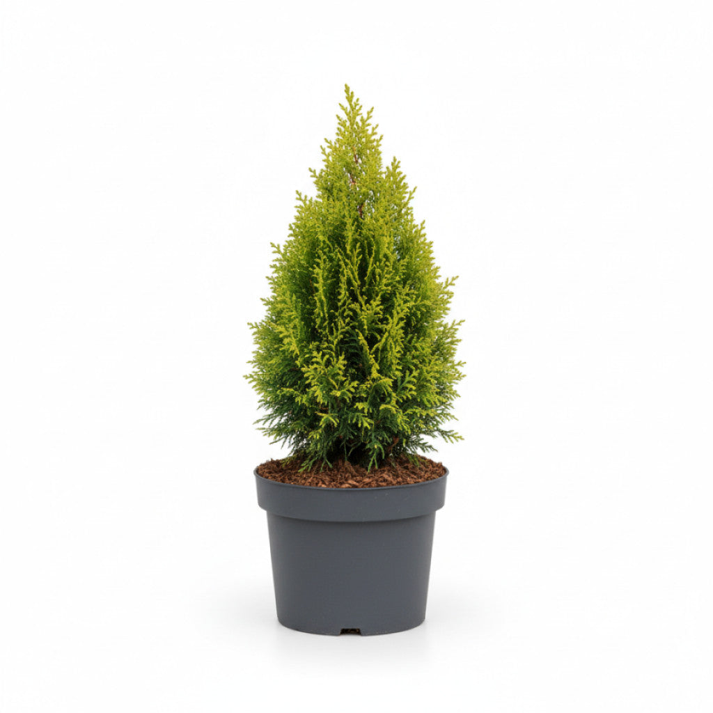 Thuja – Thuja occidentalis &