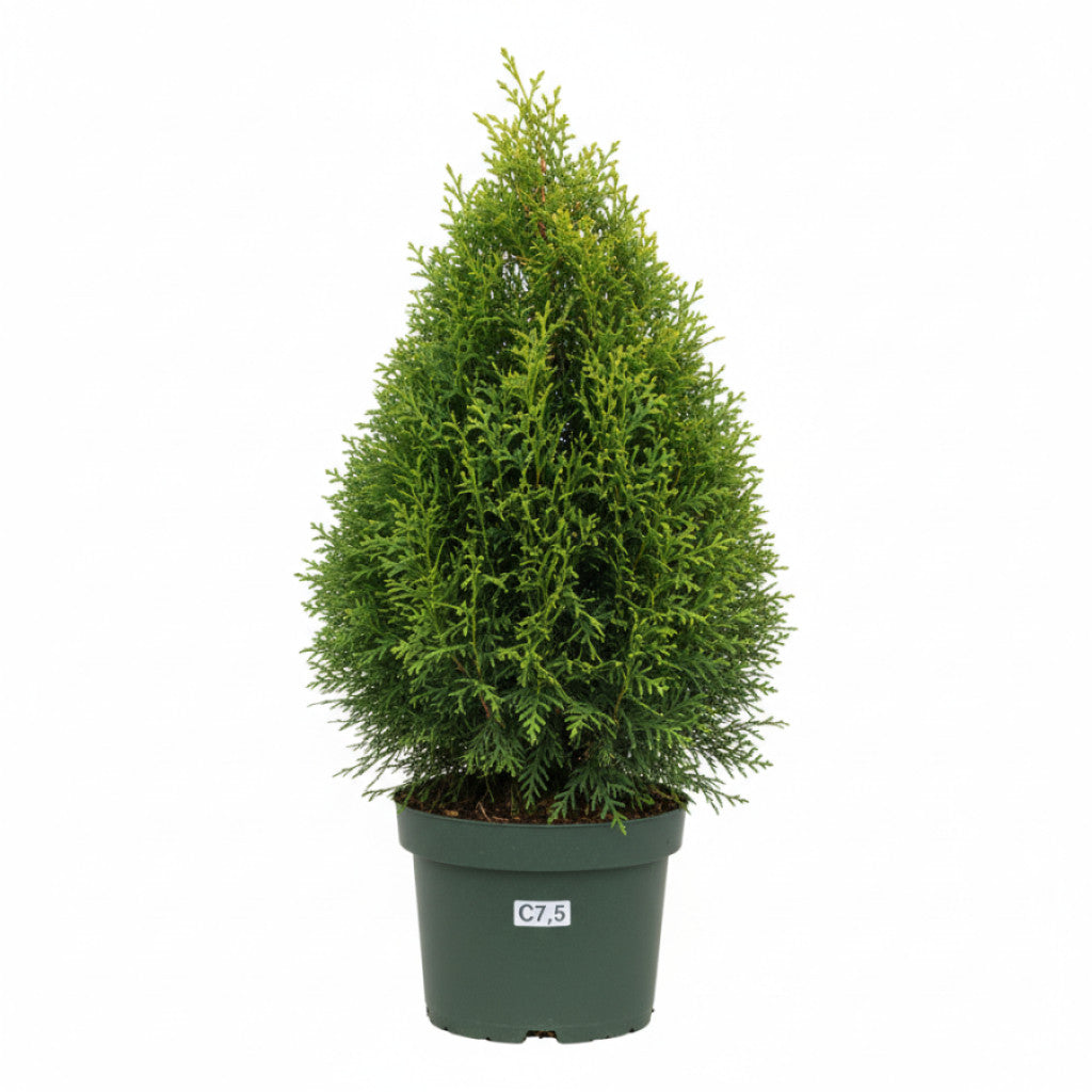 Thuja – Thuja occidentalis &