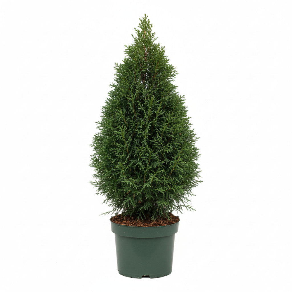 Thuja – Thuja occidentalis &