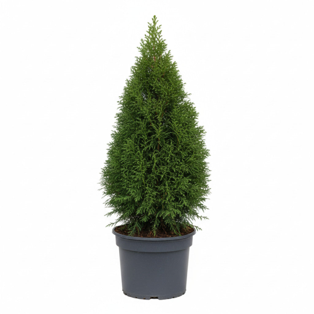 Thuja – Thuja occidentalis &
