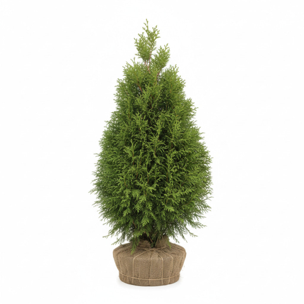 Thuja – Thuja occidentalis &