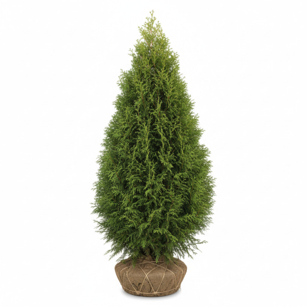 Thuja – Thuja occidentalis &