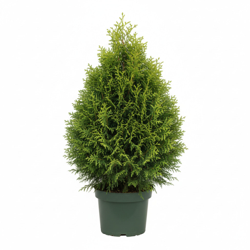 Thuja – Thuja occidentalis &
