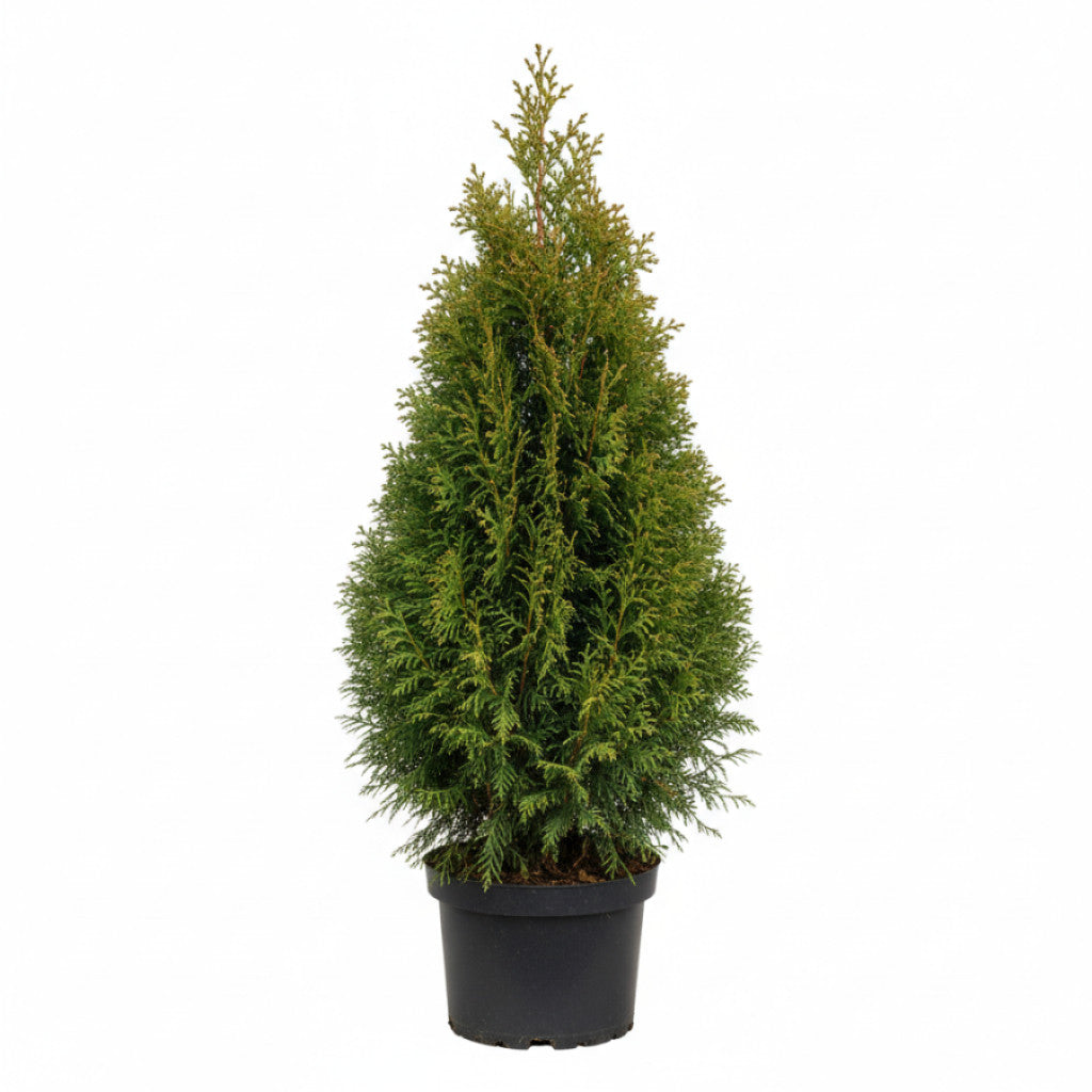 Thuja – Thuja occidentalis &
