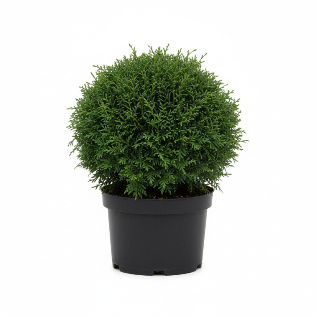 Thuja – Thuja occidentalis &