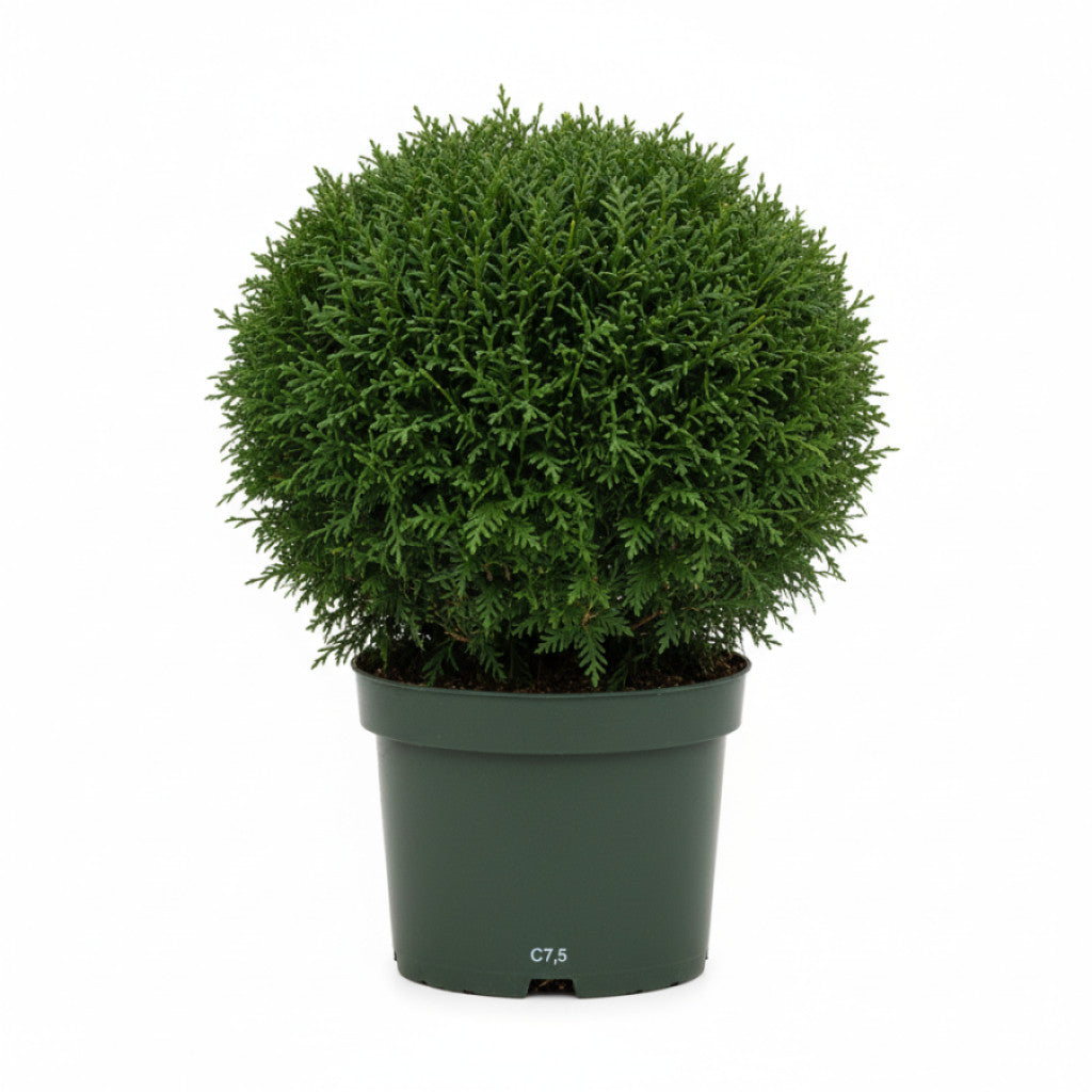 Thuja – Thuja occidentalis &