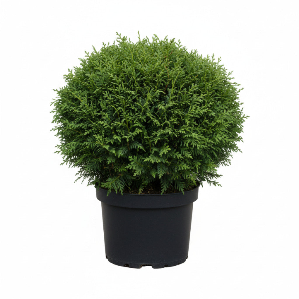 Thuja – Thuja occidentalis 'Danica'