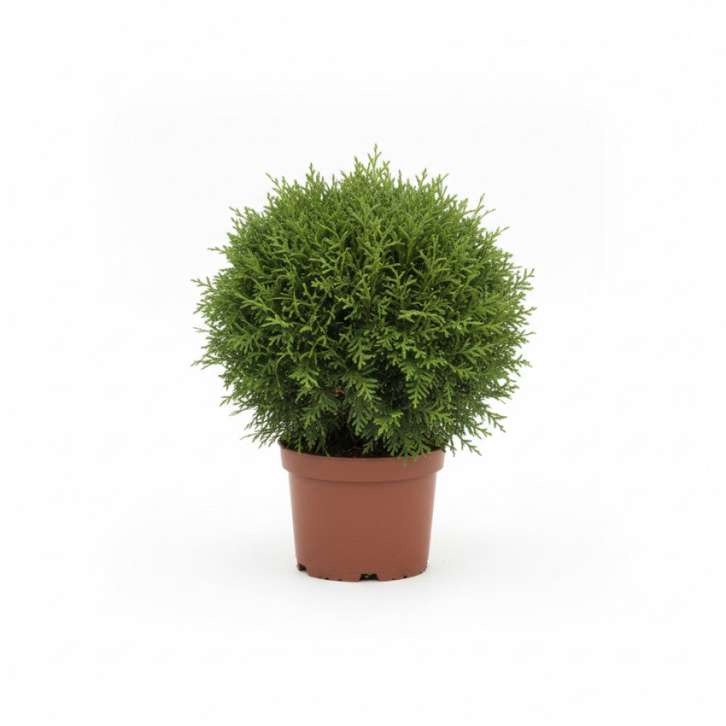 Thuja – Thuja occidentalis &