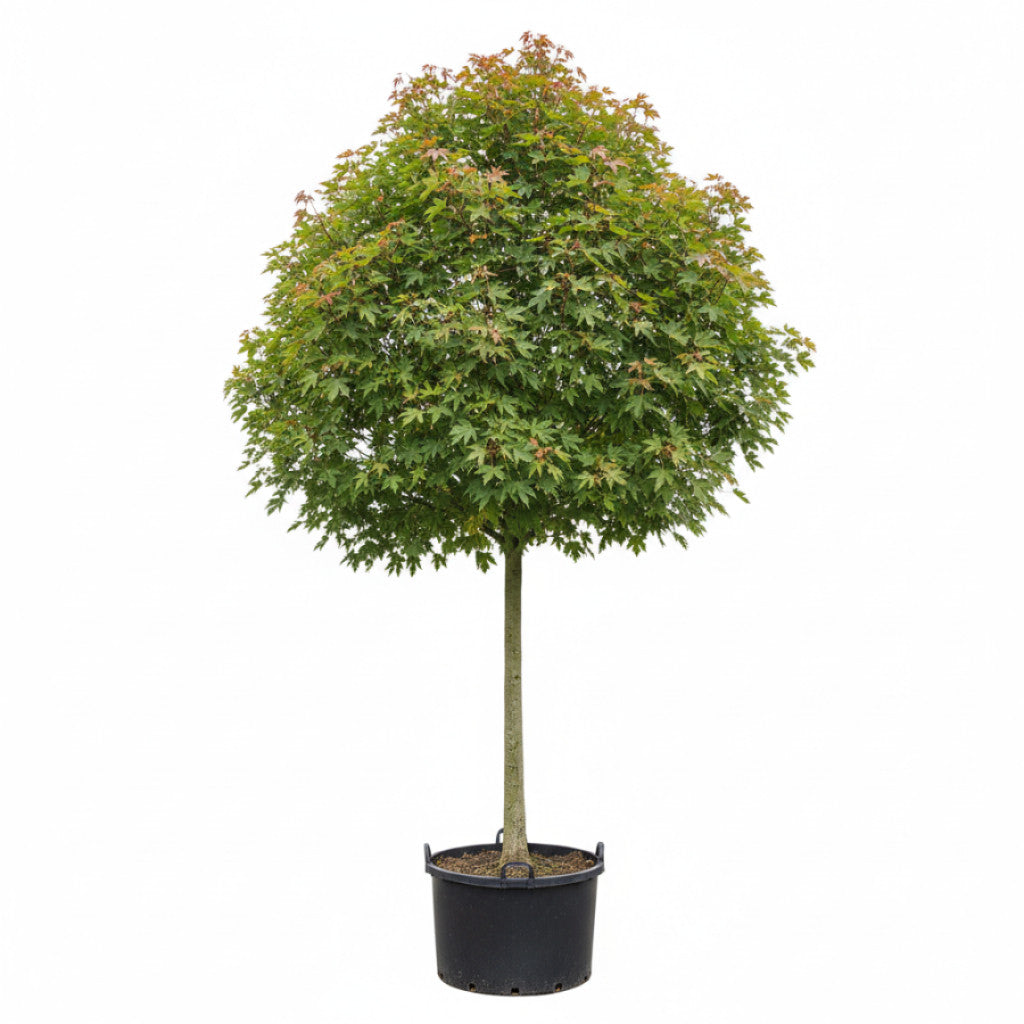 Freemanlönn – Acer freemanii &