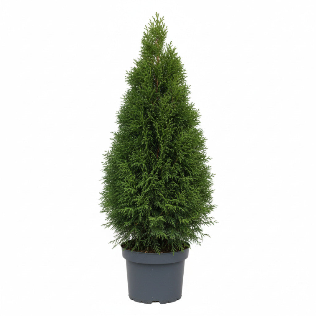 Thuja – Thuja occidentalis &