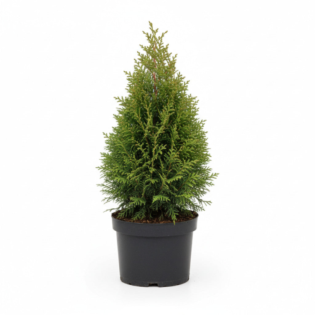 Thuja – Thuja occidentalis &