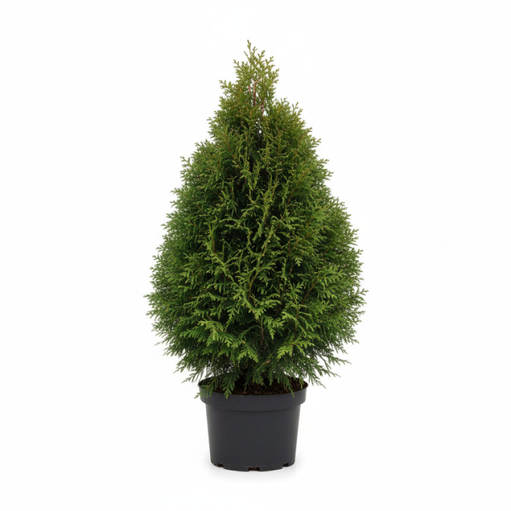 Thuja – Thuja occidentalis &