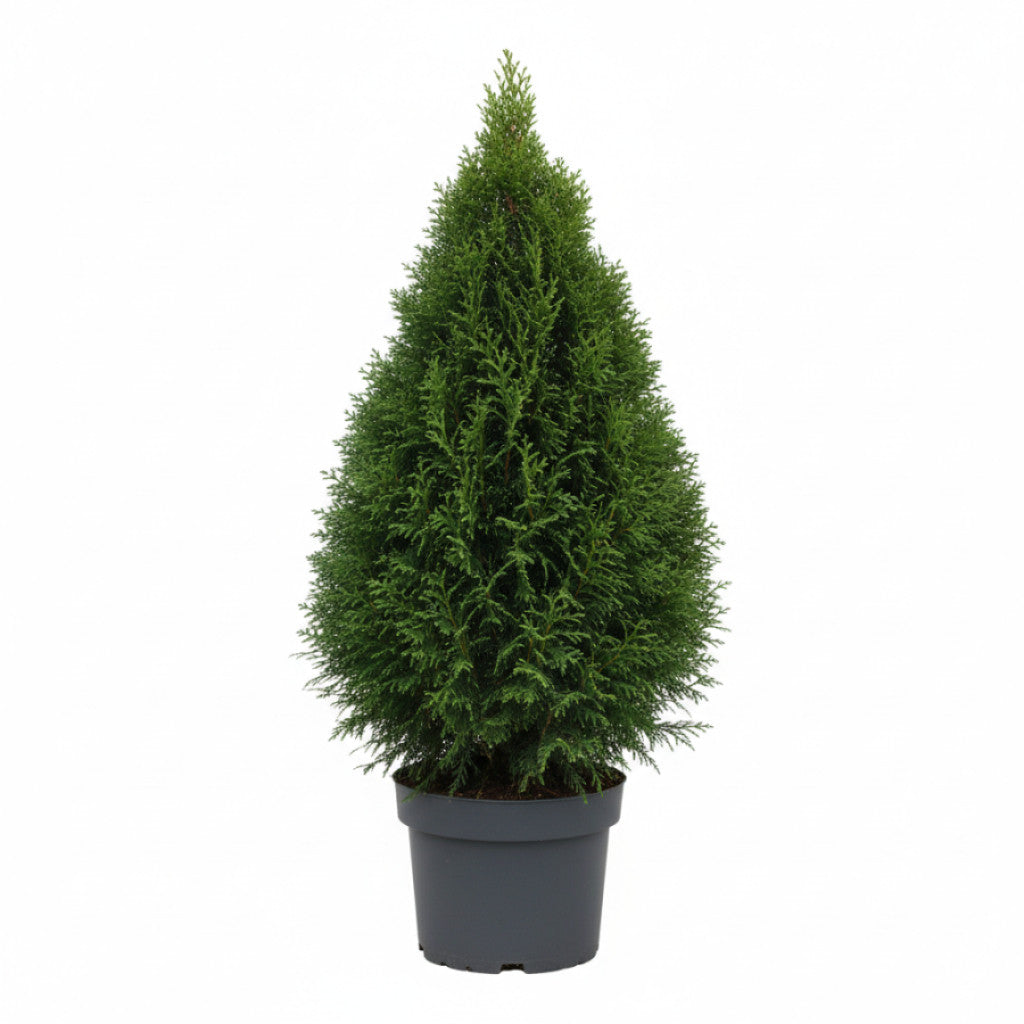 Thuja – Thuja occidentalis &