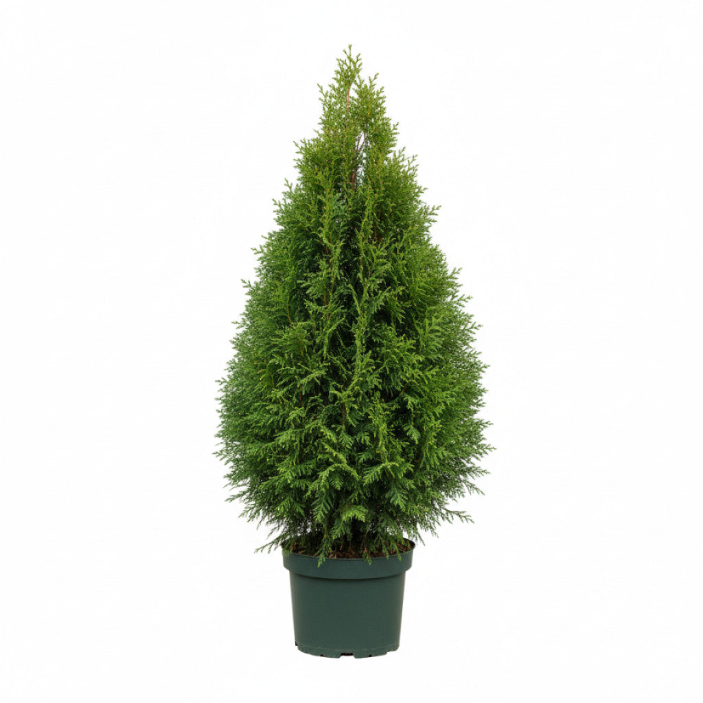 Thuja – Thuja occidentalis &