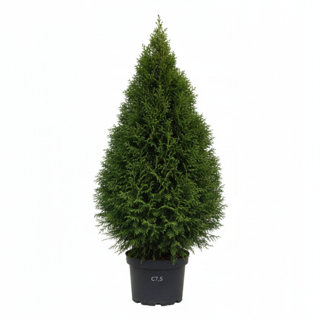 Thuja – Thuja occidentalis &