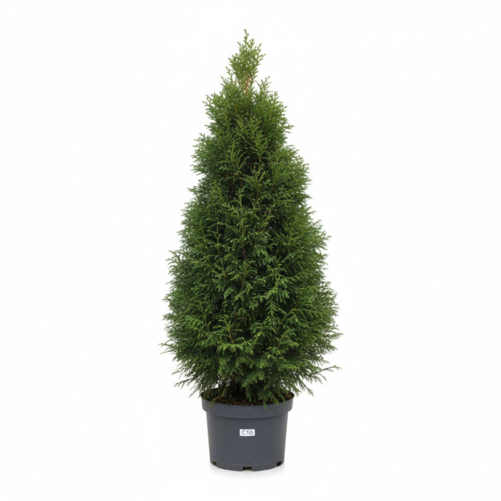 Thuja – Thuja occidentalis &