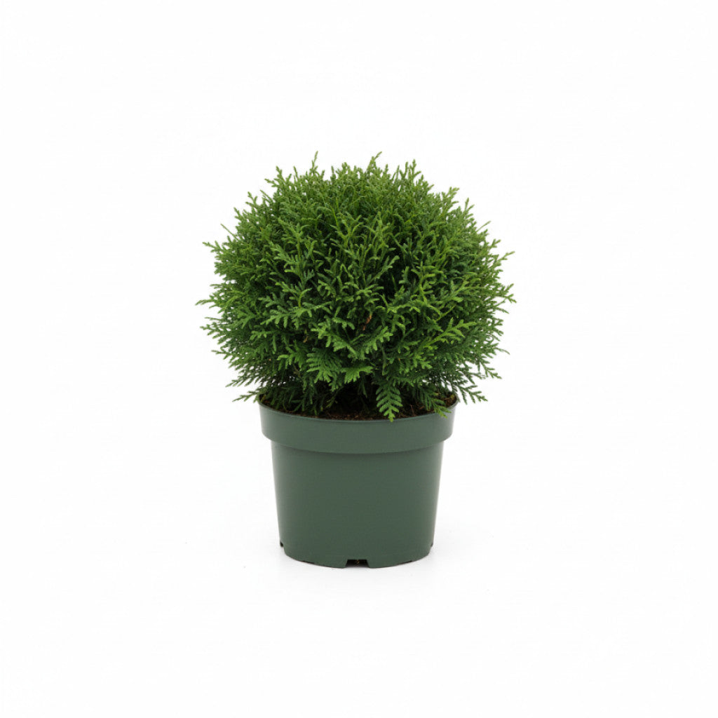 Thuja – Thuja occidentalis &